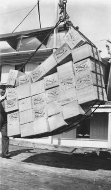 Loading boxes of salmon Petersburg, between c1900 and c1930. Creator: Unknown