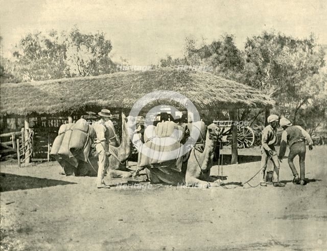 'Loading Camels, on an Australian Station', 1901. Creator: Unknown.