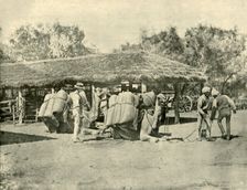 Loading Camels, on an Australian Station 1901. Creator: Unknown