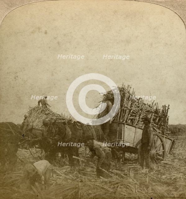 Loading cane, sugar plantation, Louisiana, USA.Artist: Underwood & Underwood