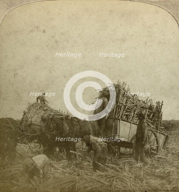 Loading cane, sugar plantation, Louisiana, USA.Artist: Underwood & Underwood