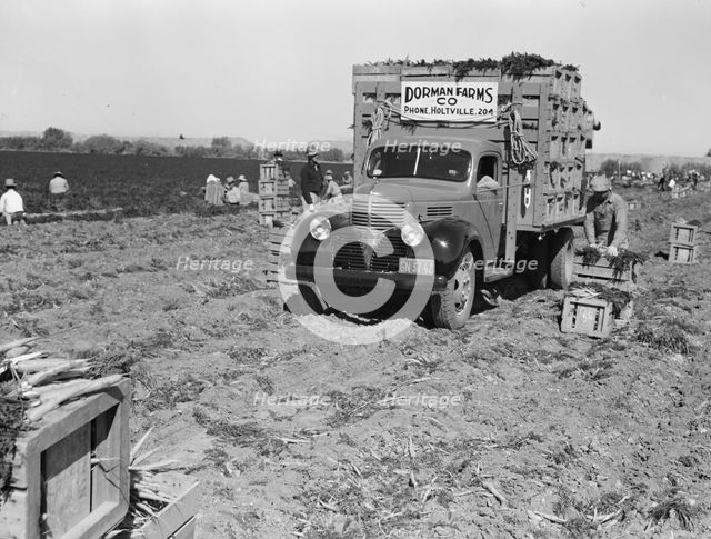 Loading carrots in the field near Holtville, California, 1939. Creator: Dorothea Lange.