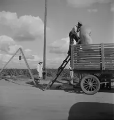 Loading cotton after weighing, San Joaquin Valley, California, 1938. Creator: Dorothea Lange
