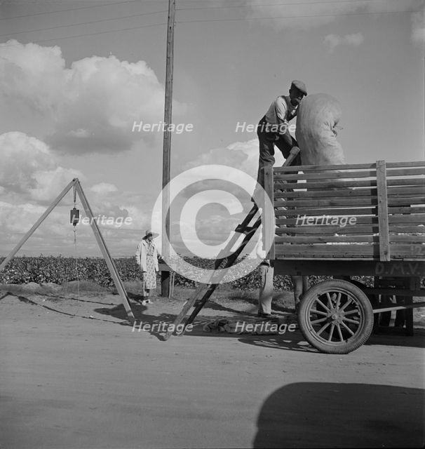 Loading cotton after weighing, San Joaquin Valley, California, 1938. Creator: Dorothea Lange.