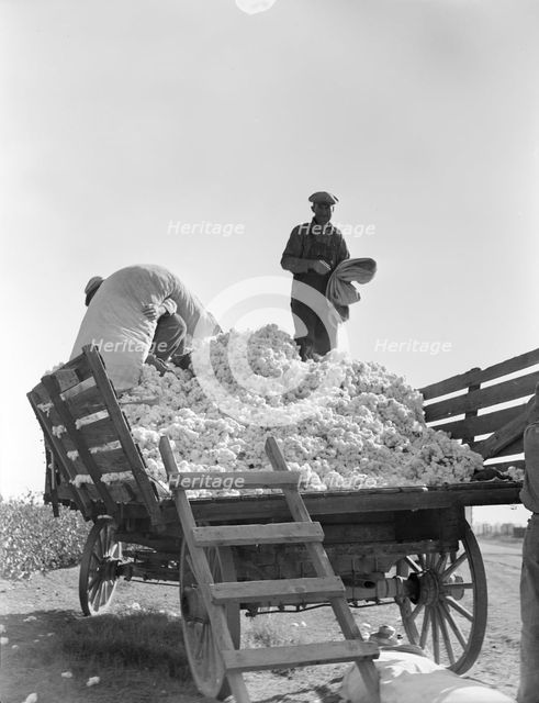 Loading cotton, Southern San Joaquin Valley, California, 1936. Creator: Dorothea Lange.