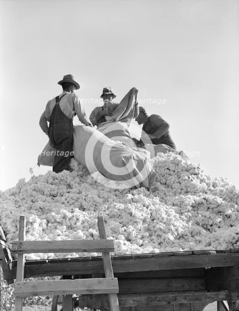 Loading cotton, Southern San Joaquin Valley, California, 1936. Creator: Dorothea Lange.