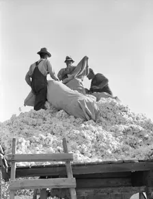 Loading cotton, Southern San Joaquin Valley, California, 1936. Creator: Dorothea Lange
