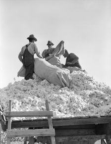 Loading cotton, Southern San Joaquin Valley, California, 1936. Creator: Dorothea Lange