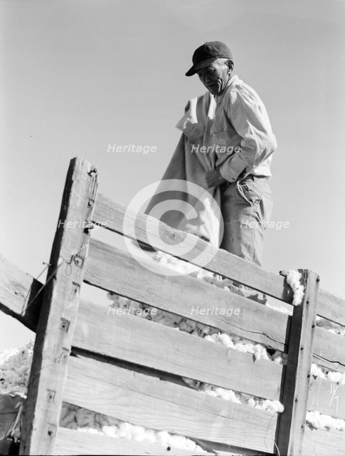 Loading cotton, Southern San Joaquin Valley, California, 1936. Creator: Dorothea Lange.