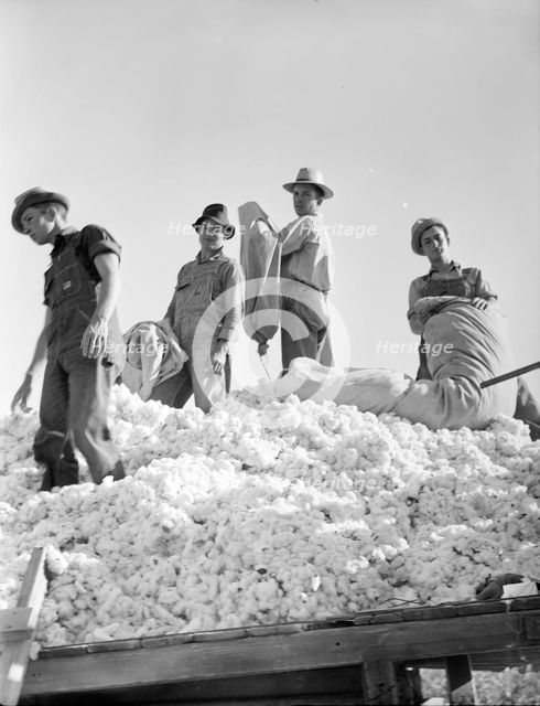 Loading cotton, Southern San Joaquin Valley, California, 1936. Creator: Dorothea Lange.