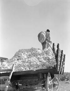 Loading cotton, Southern San Joaquin Valley, California, 1936. Creator: Dorothea Lange