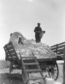 Loading cotton, Southern San Joaquin Valley, California, 1936. Creator: Dorothea Lange