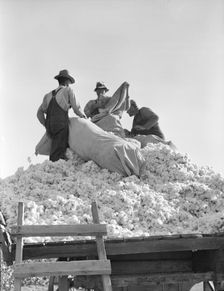 Loading cotton, Southern San Joaquin Valley, California, 1936. Creator: Dorothea Lange