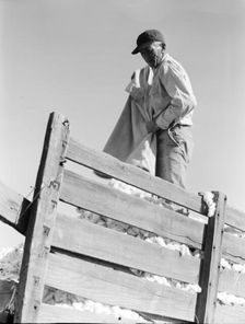 Loading cotton, Southern San Joaquin Valley, California, 1936. Creator: Dorothea Lange