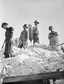 Loading cotton, Southern San Joaquin Valley, California, 1936. Creator: Dorothea Lange
