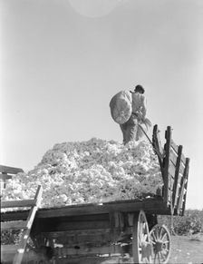 Loading cotton, Southern San Joaquin Valley, California, 1936. Creator: Dorothea Lange