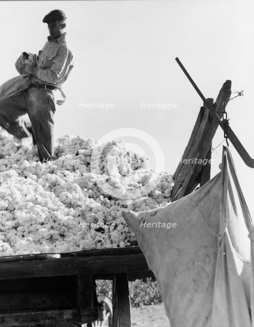Loading cotton, San Joaquin Valley, California, 1936. Creator: Dorothea Lange.