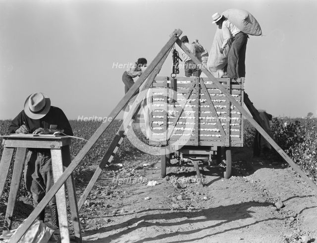 Loading cotton, San Joaquin Valley, California, 1936. Creator: Dorothea Lange.