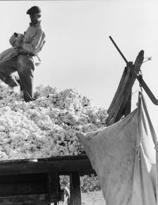 Loading cotton, San Joaquin Valley, California, 1936. Creator: Dorothea Lange