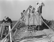 Loading cotton, San Joaquin Valley, California, 1936. Creator: Dorothea Lange