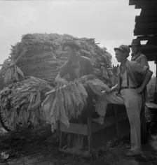 Loading cured tobacco for market, Georgia, 1937. Creator: Dorothea Lange