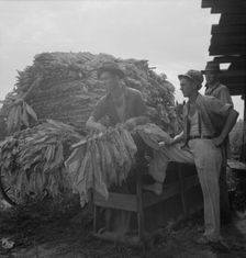 Loading cured tobacco for market, Georgia, 1937. Creator: Dorothea Lange