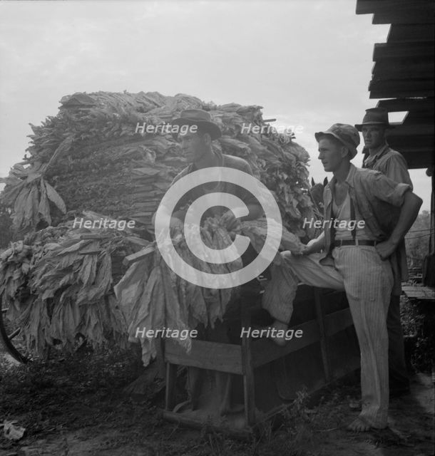 Loading cured tobacco for market, Georgia, 1937. Creator: Dorothea Lange.