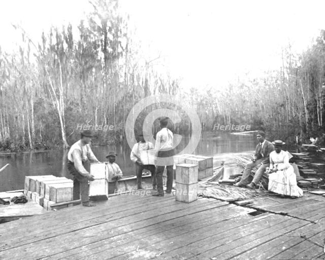 Loading oranges on the Ocklawaha River, Florida, USA, c1900. Creator: Unknown.