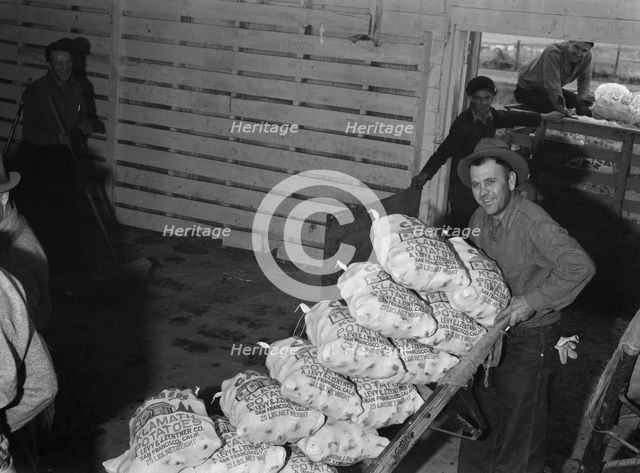 Loading sacked potatoes from shed to truck, Tulelake, Siskiyou County, California, 1939. Creator: Dorothea Lange.