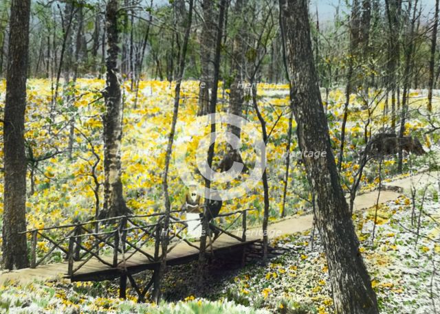 "Lob's Wood," Carl H. Krippendorf house, 4949 Tealtown Road, Perintown (Milford), Ohio, c1920. Creator: Frances Benjamin Johnston.