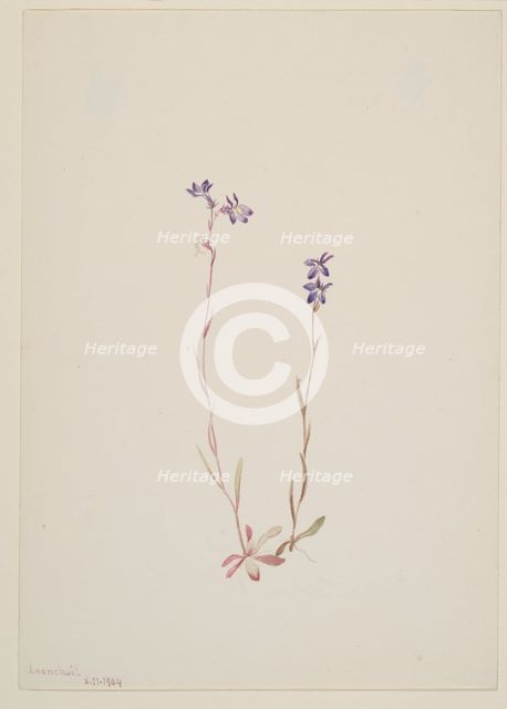 Lobelia Kalmii, 1904. Creator: Mary Vaux Walcott.
