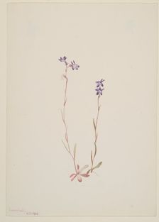 Lobelia Kalmii, 1904. Creator: Mary Vaux Walcott