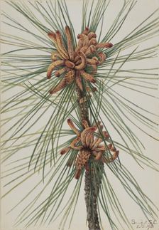 Loblolly Pine (Pinus taeda), 1918. Creator: Mary Vaux Walcott