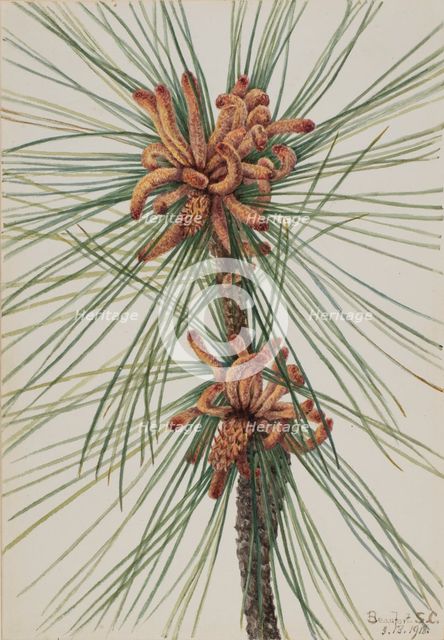 Loblolly Pine (Pinus taeda), 1918. Creator: Mary Vaux Walcott.
