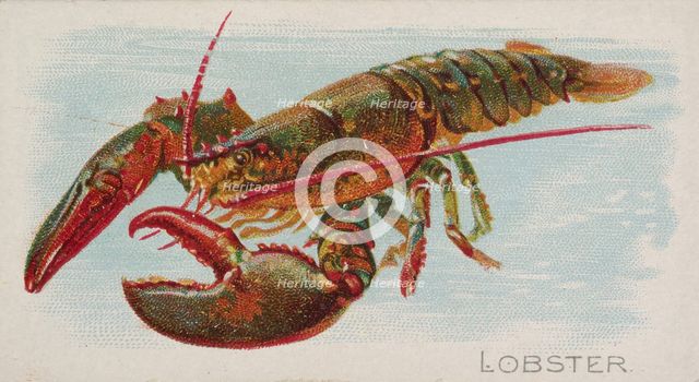 Lobster, from the Fish from American Waters series (N8) for Allen & Ginter Cigarettes Brands, 1889. Creator: Allen & Ginter.
