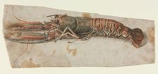 Lobster (recto) Sketch of an Armoured Male Figure (verso) , 1600s. Creator: Anonymous