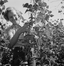 Local high school girl, who picks beans..., near West Stayton, Marion County, Oregon, 1939. Creator: Dorothea Lange