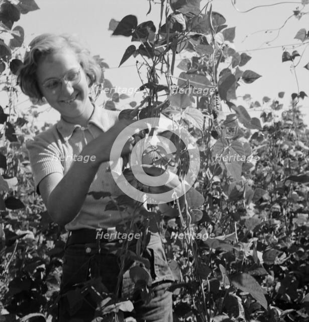Local high school girl, who picks beans..., near West Stayton, Marion County, Oregon, 1939. Creator: Dorothea Lange.