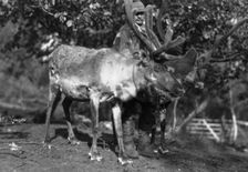 Local man with a reindeer, Lyngen, northern Norway, c1920s-c1930s(?)