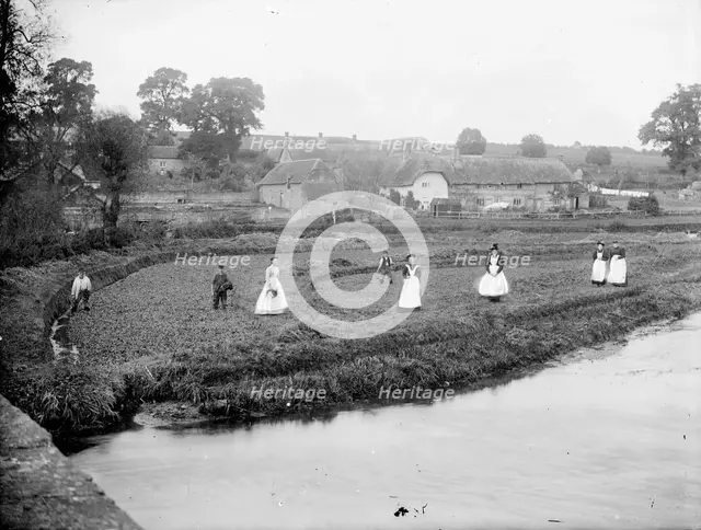 Local people gathering watercress in a field by the River Kennet, Ramsbury, Wiltshire, 1860-1914. Creator: Frederick Ault.