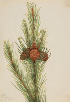 Lodgepole Pine (Pinus Contorta murrayana), 1921. Creator: Mary Vaux Walcott