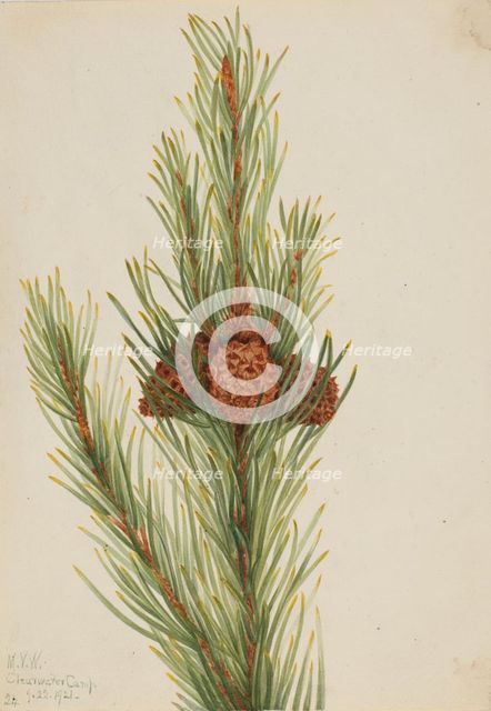 Lodgepole Pine (Pinus Contorta murrayana), 1921. Creator: Mary Vaux Walcott.