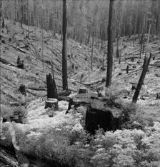 Logged over land along U.S. 99. Southern Oregon, 1939. Creator: Dorothea Lange