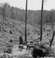 Logged over land along U.S. 99, Southern Oregon, 1939. Creator: Dorothea Lange