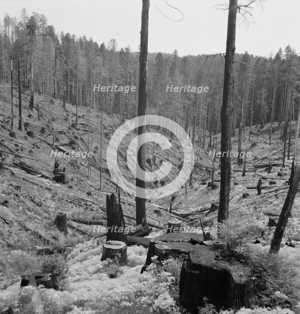 Logged over land along U.S. 99, Southern Oregon, 1939. Creator: Dorothea Lange.