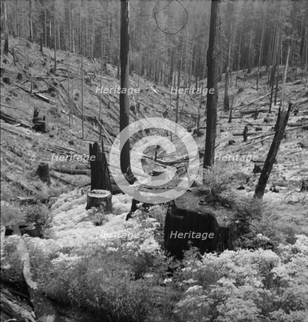Logged over land along U.S. 99. Southern Oregon, 1939. Creator: Dorothea Lange.