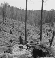 Logged over land along U.S. 99, Southern Oregon, 1939. Creator: Dorothea Lange