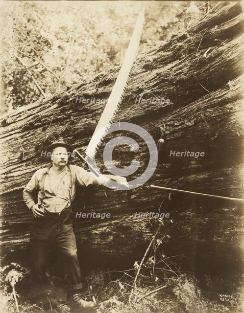 Logger and felled tree, about 1910-1945. Creator: Darius Kinsey.