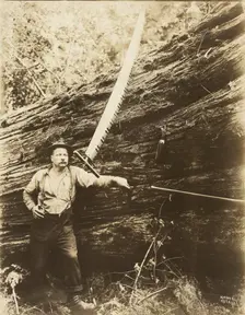 Logger and felled tree, about 1910-1945. Creator: Darius Kinsey