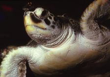 Loggerhead Turtle, (Caretta Caretta), 20th century. Artist: CM Dixon